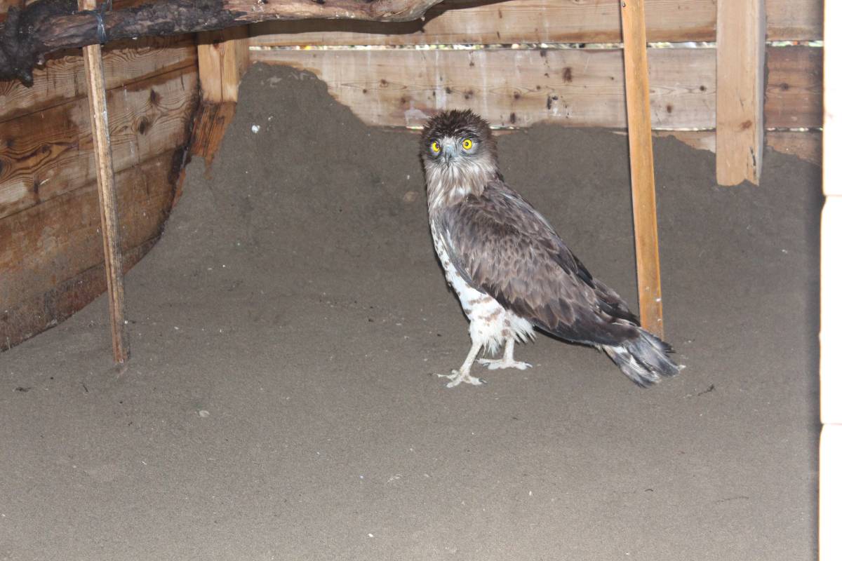 Yaralı yılan kartalı Samsun'da tedavi ediliyor