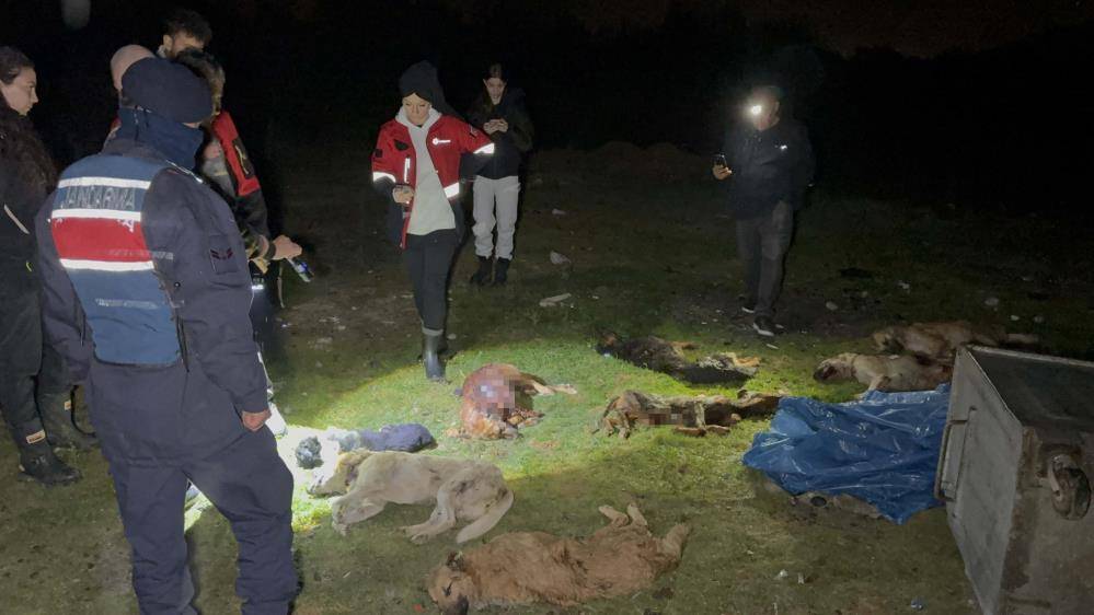 Samsun'da ölü bulunan 9 köpekten alınan doku örnekleri teste gönderildi