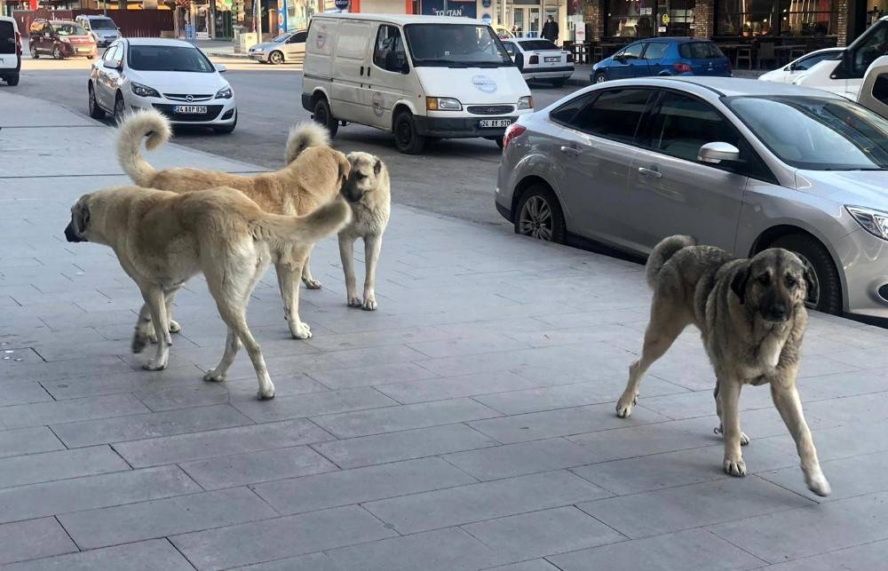Valilik'ten sokak köpekleri genelgesi