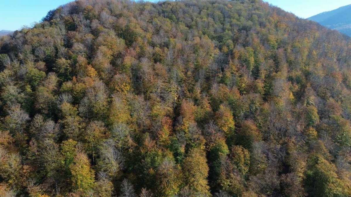 Bafra'nın Yunt Dağı dronla görüntülendi! Sarı manzara büyülüyor