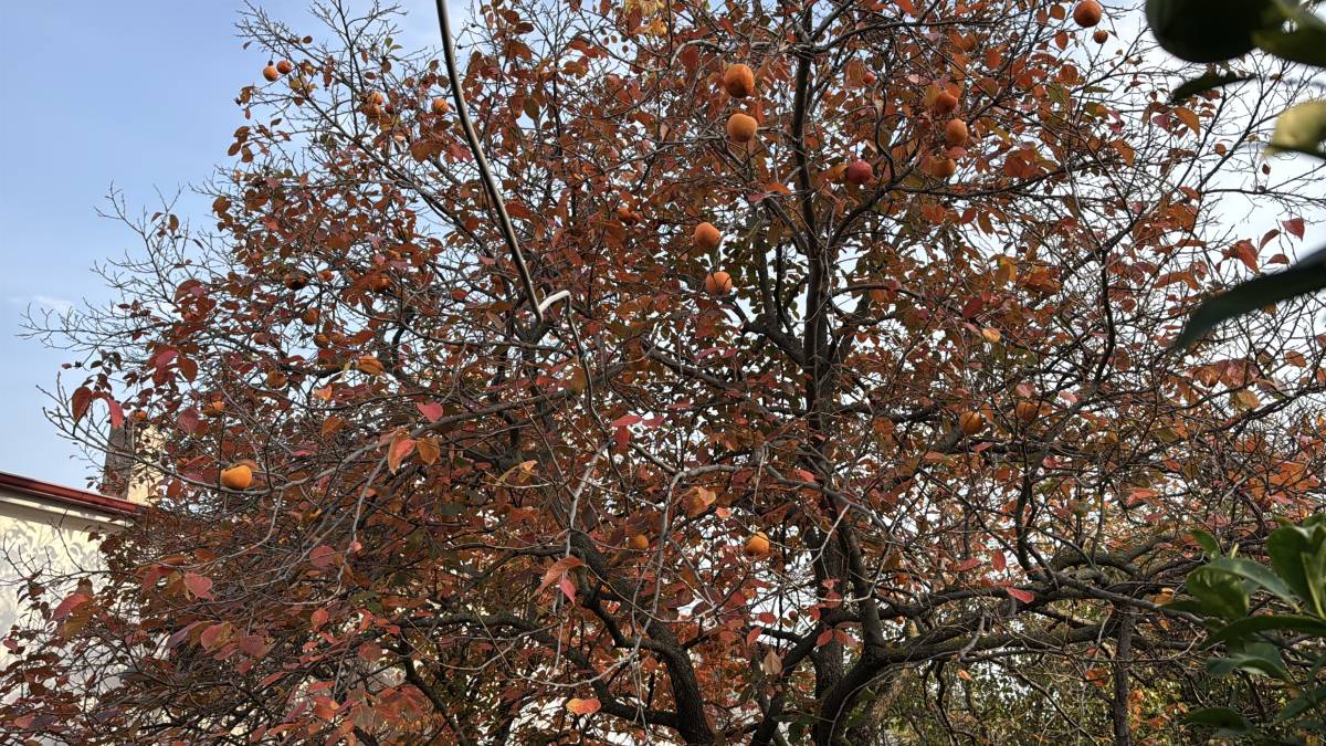 Samsun'da 86 yaşında 54 farklı organik meyve yetiştiriyor