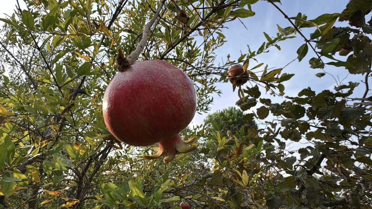 Samsun'da 86 yaşında 54 farklı organik meyve yetiştiriyor