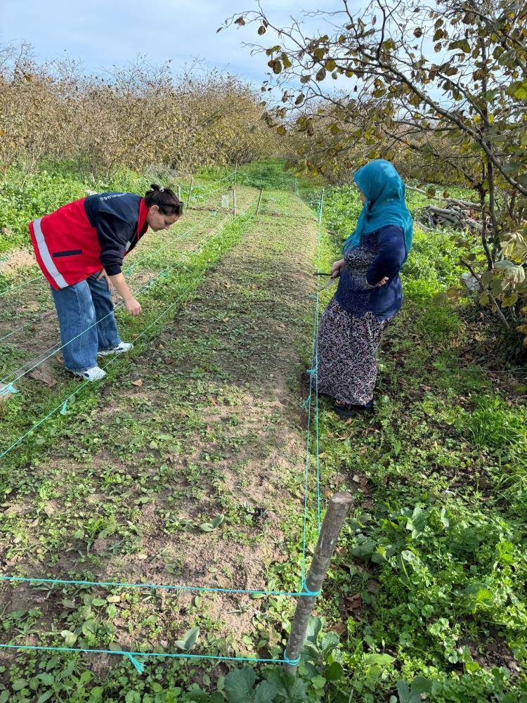 Çarşamba Ovası'nın yeni gözdesi: Salep