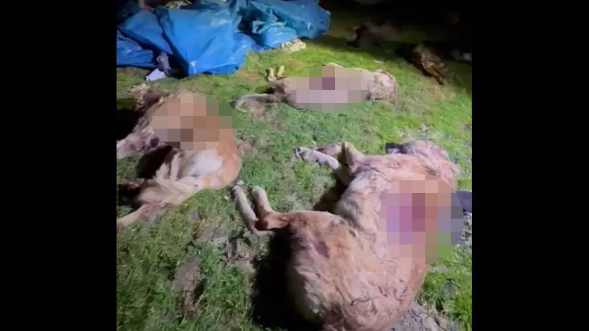 Samsun'da köpek katliamı! Köpekleri kurşuna dizdiler