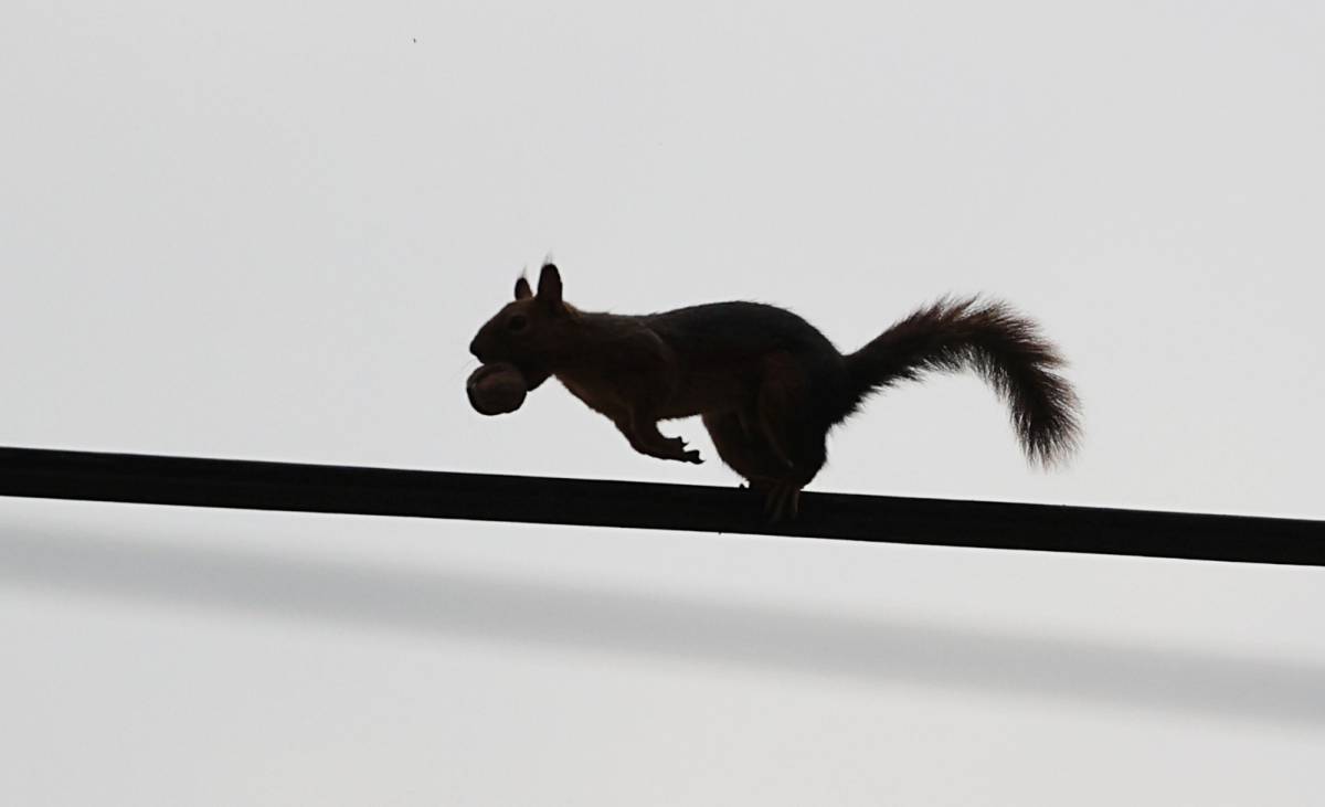 Samsun’da sonbahar güzelliklerine sincaplar eşlik ediyor