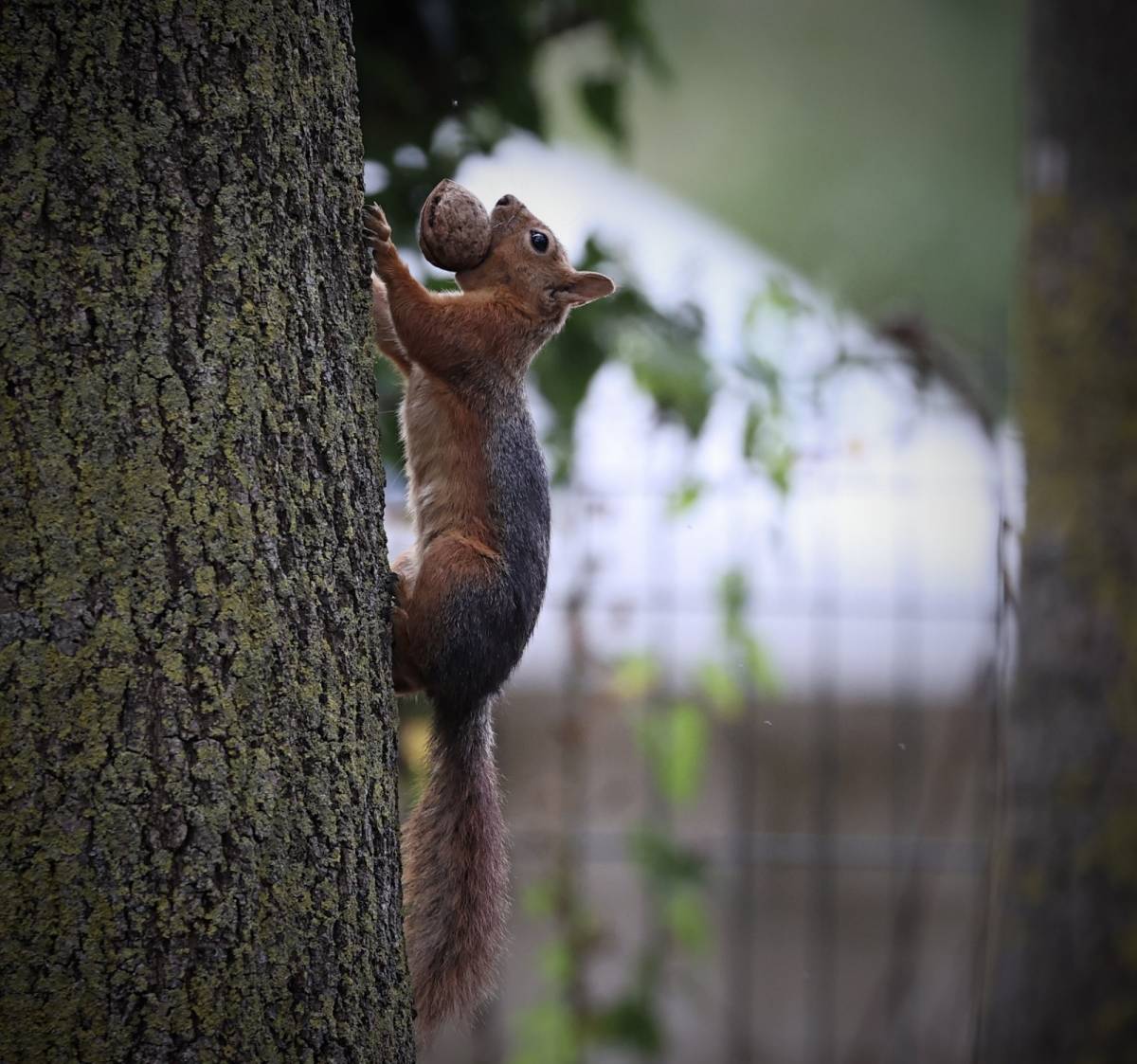Samsun’da sonbahar güzelliklerine sincaplar eşlik ediyor