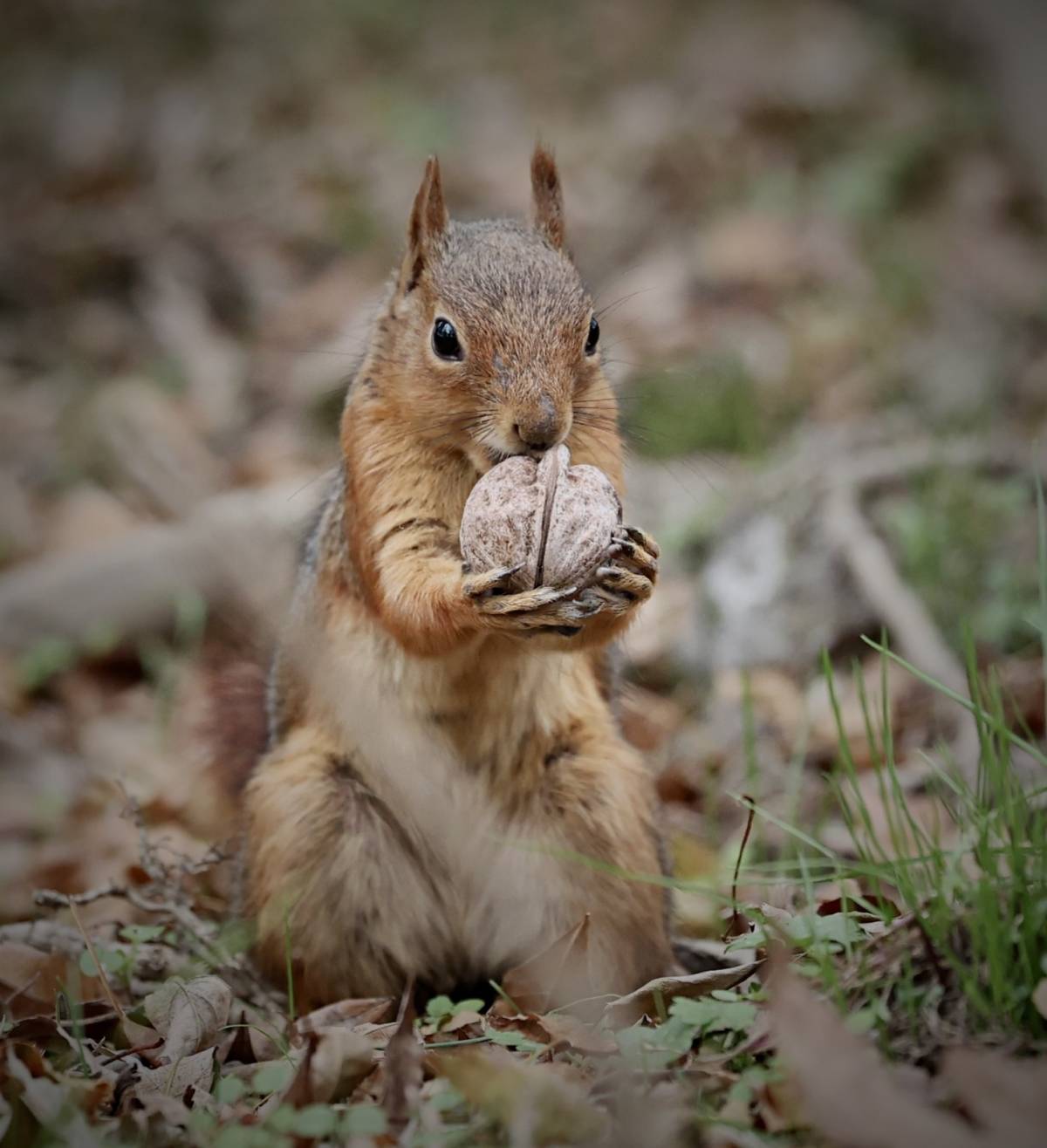Samsun’da sonbahar güzelliklerine sincaplar eşlik ediyor