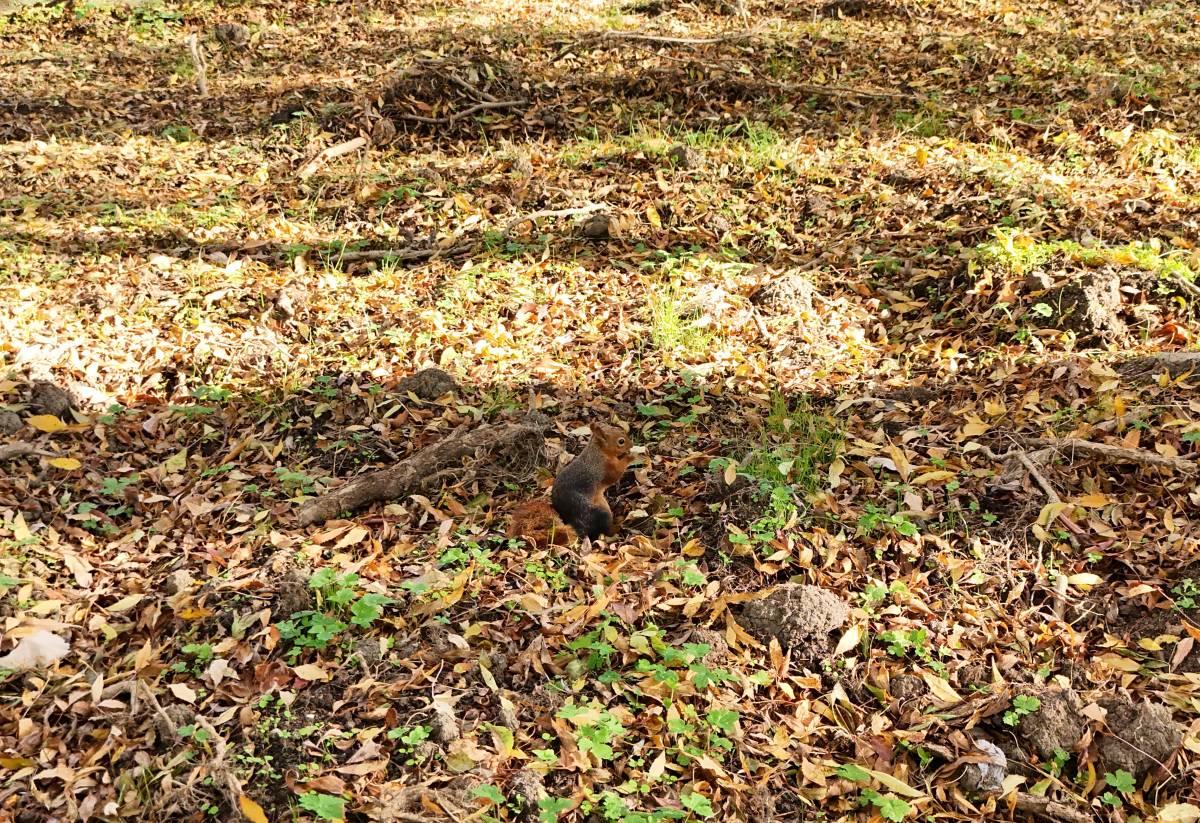Samsun'da sincap görüntülendi