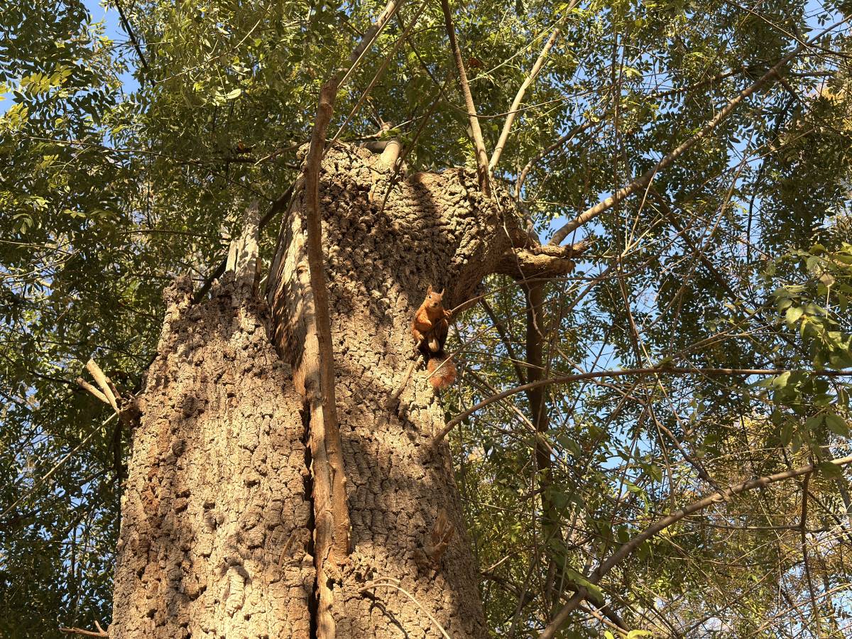 Samsun'da sincap görüntülendi
