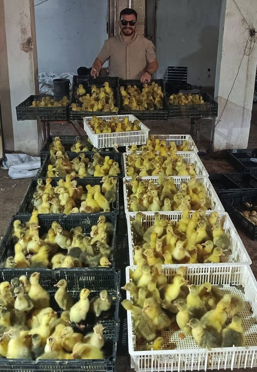 Türkiye'nin kaz haritasını değiştirecek başarı hikayesi: Samsun Kaz Çiftliği