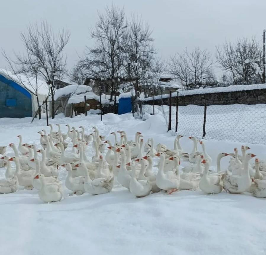 Türkiye'nin kaz haritasını değiştirecek başarı hikayesi: Samsun Kaz Çiftliği