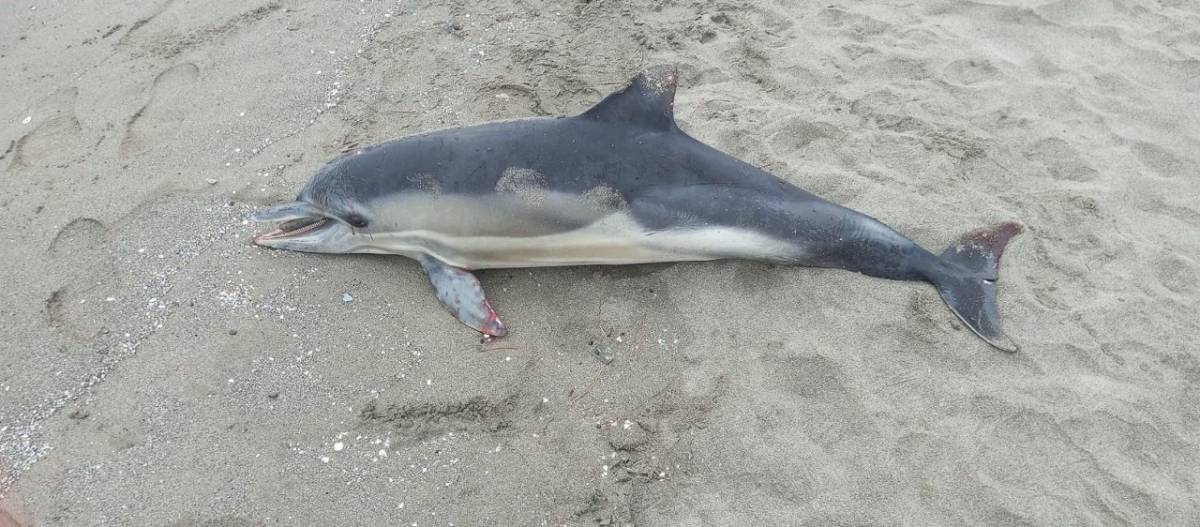 Samsun'da ölen yunusu martılar delik deşik etmiş