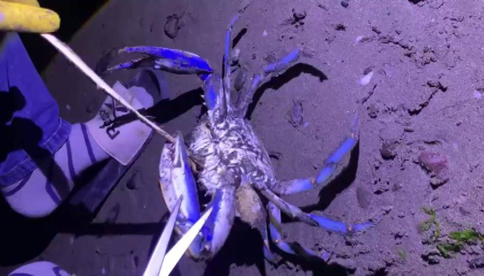 Samsun'da mavi yengeç görüldü