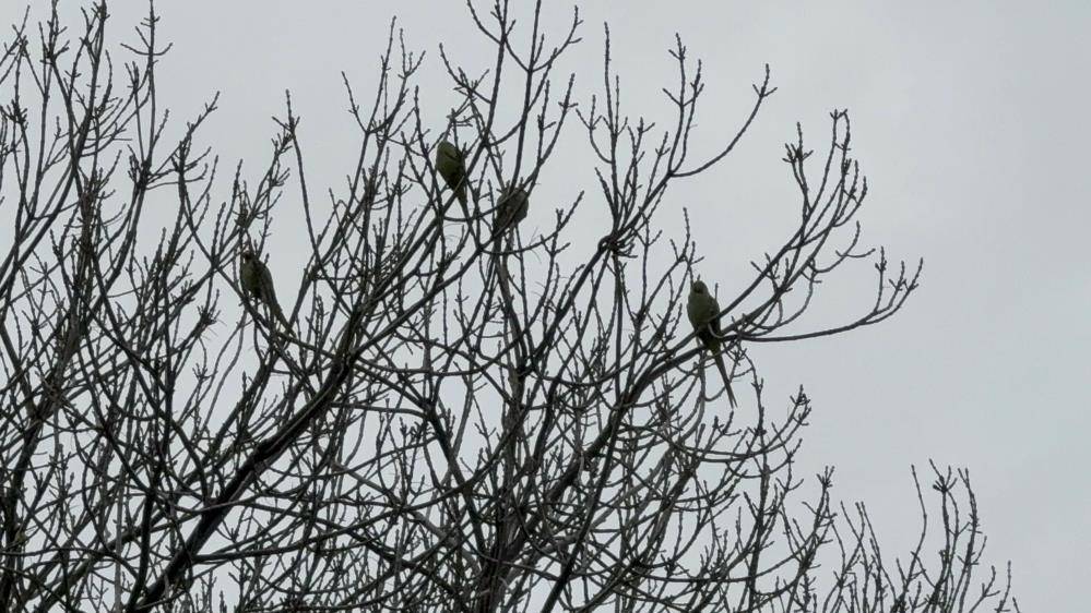 Pakistan papağanları Samsun Adliyesi'ni mesken tuttu
