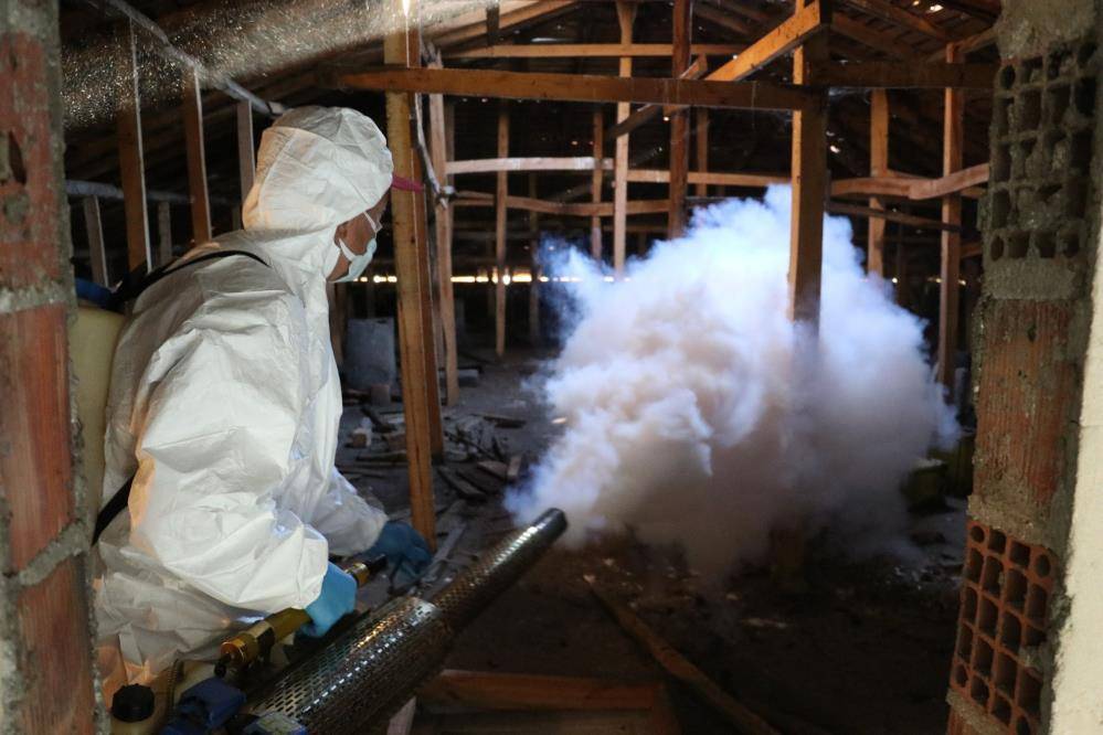 Samsun'da Kahverengi kokarca kışlak mücadelesi sürüyor