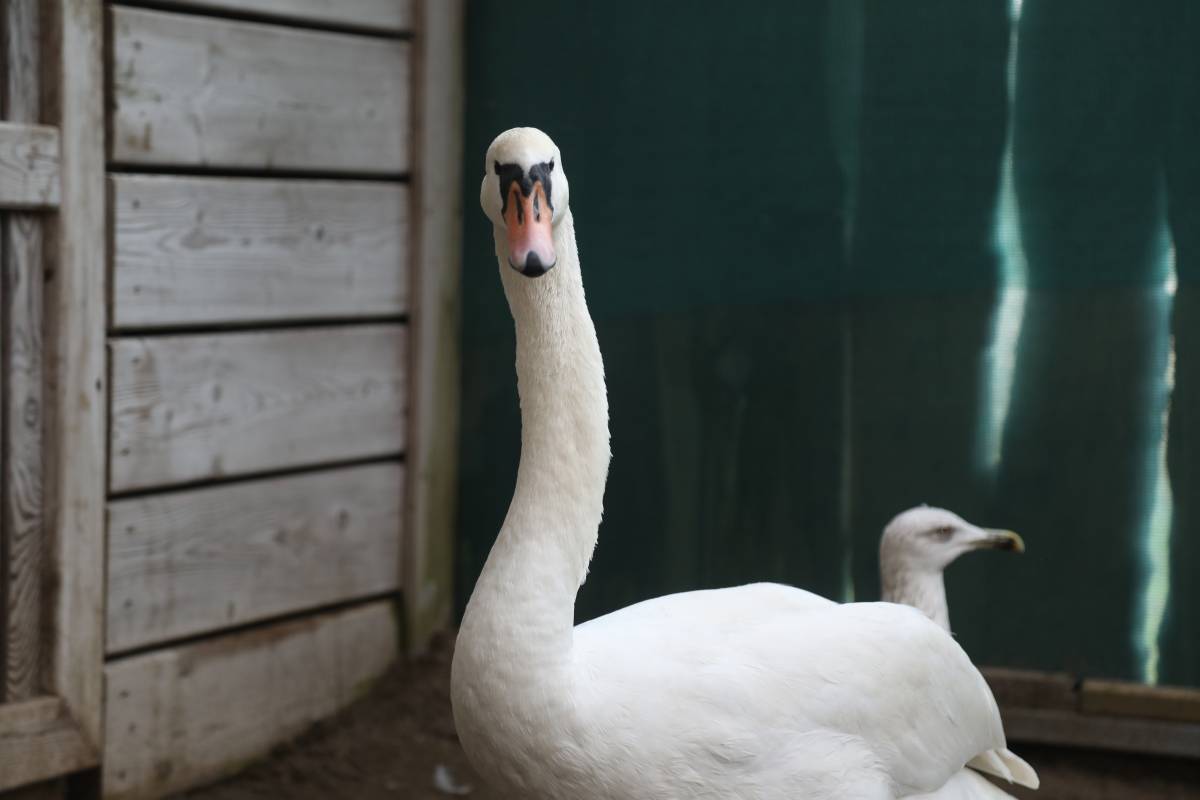 Göç yolunda bitkin düşen kuğu Samsun'da tedavi altına alındı