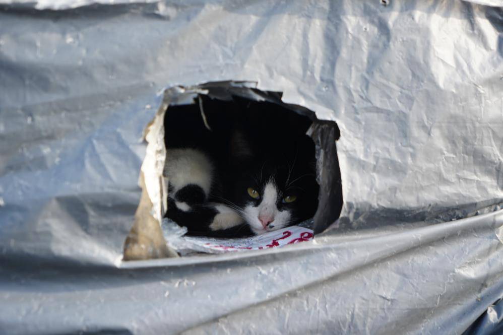 Samsun'da kayalıklar kediler için sıcak yuva oluyor
