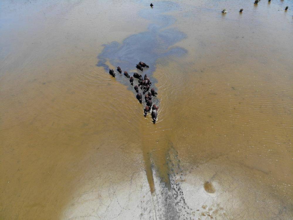 Samsun Kızılırmak Deltası'nda manda yetiştiriciliği markalaşıyor