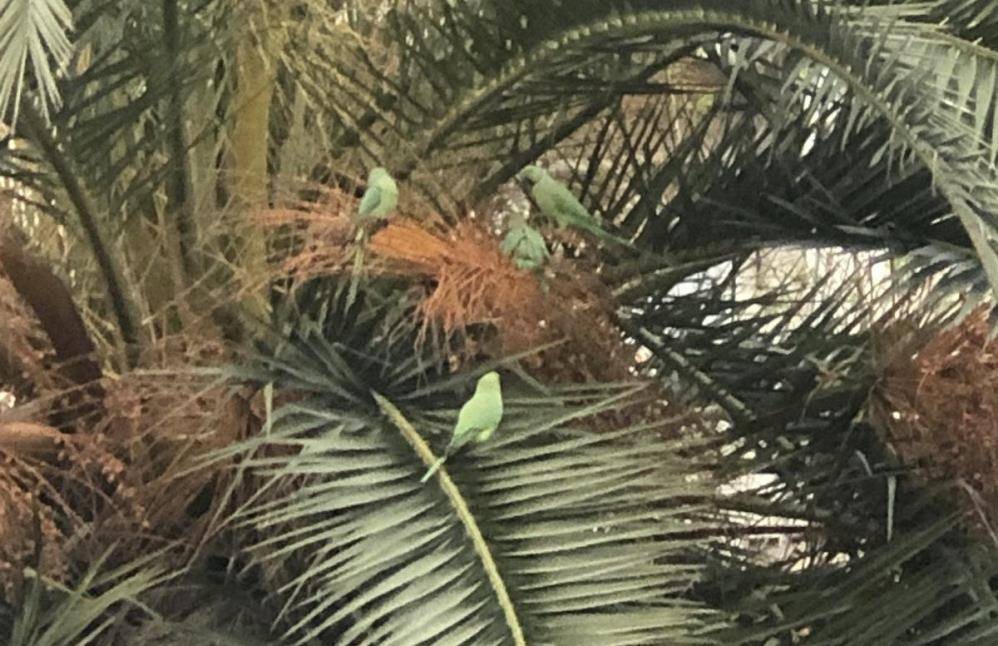 Pakistan papağanları Samsun Adliyesi'ni mesken tuttu