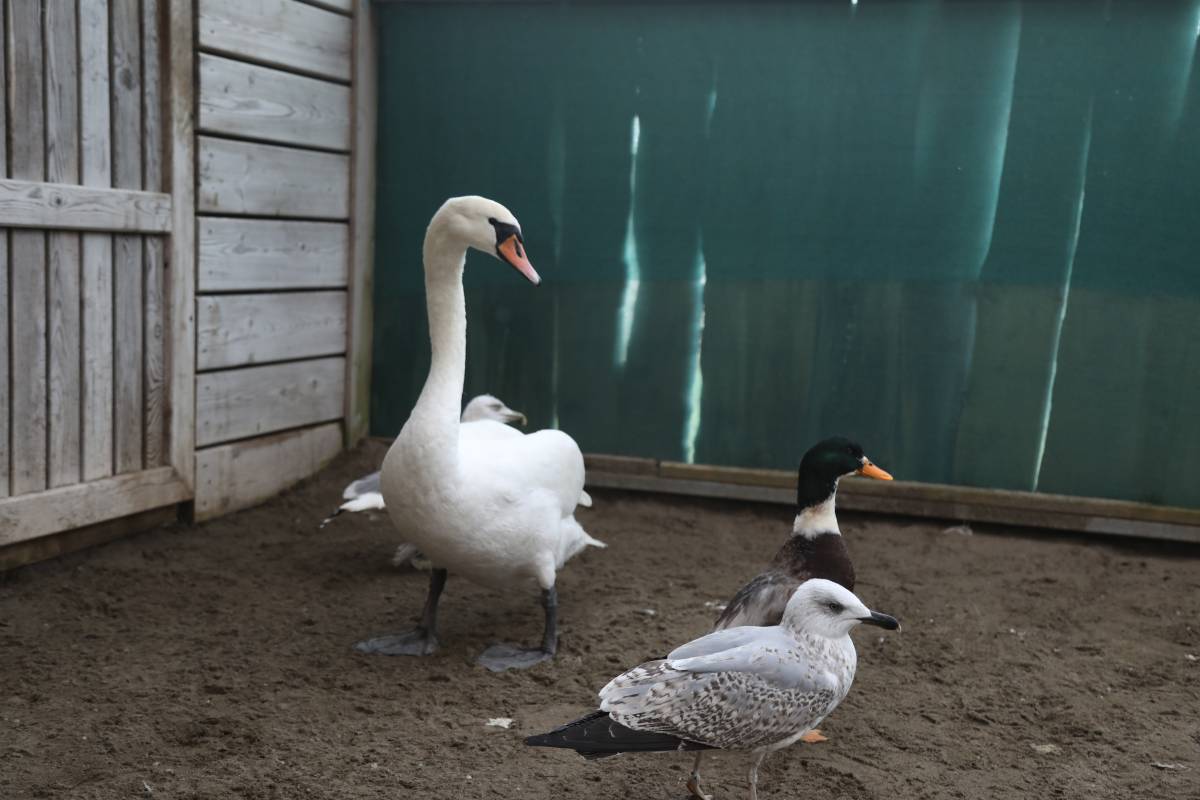 Göç yolunda bitkin düşen kuğu Samsun'da tedavi altına alındı