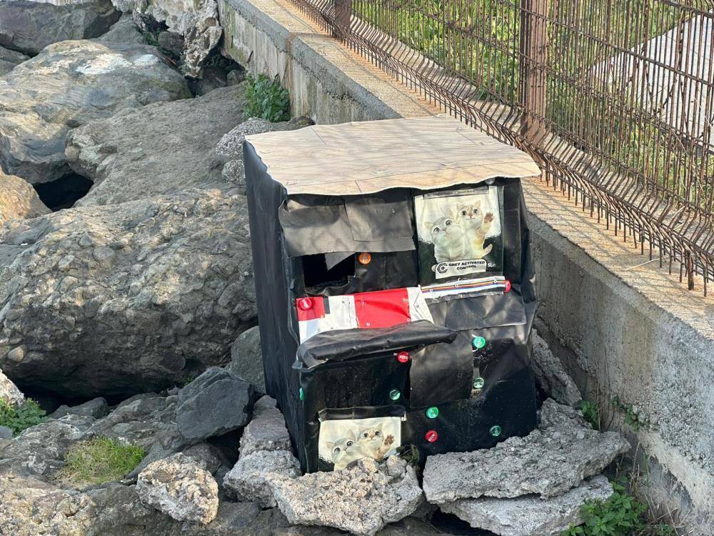 Samsun'da kayalıklar kediler için sıcak yuva oluyor