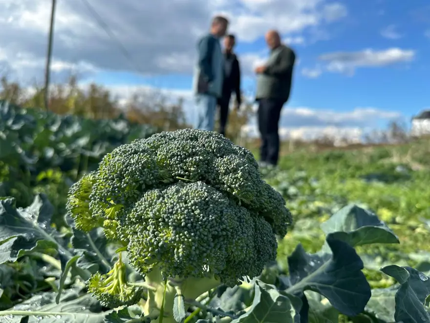 Brokolinin fiyatı 7 kat birden artıyor