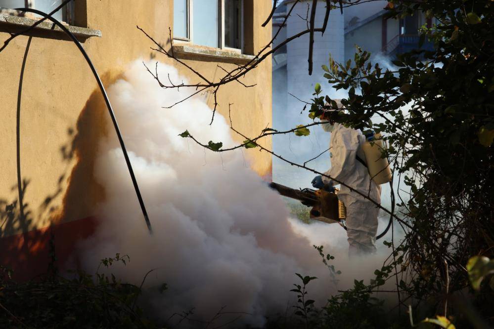 Samsun'da Kahverengi kokarca kışlak mücadelesi sürüyor