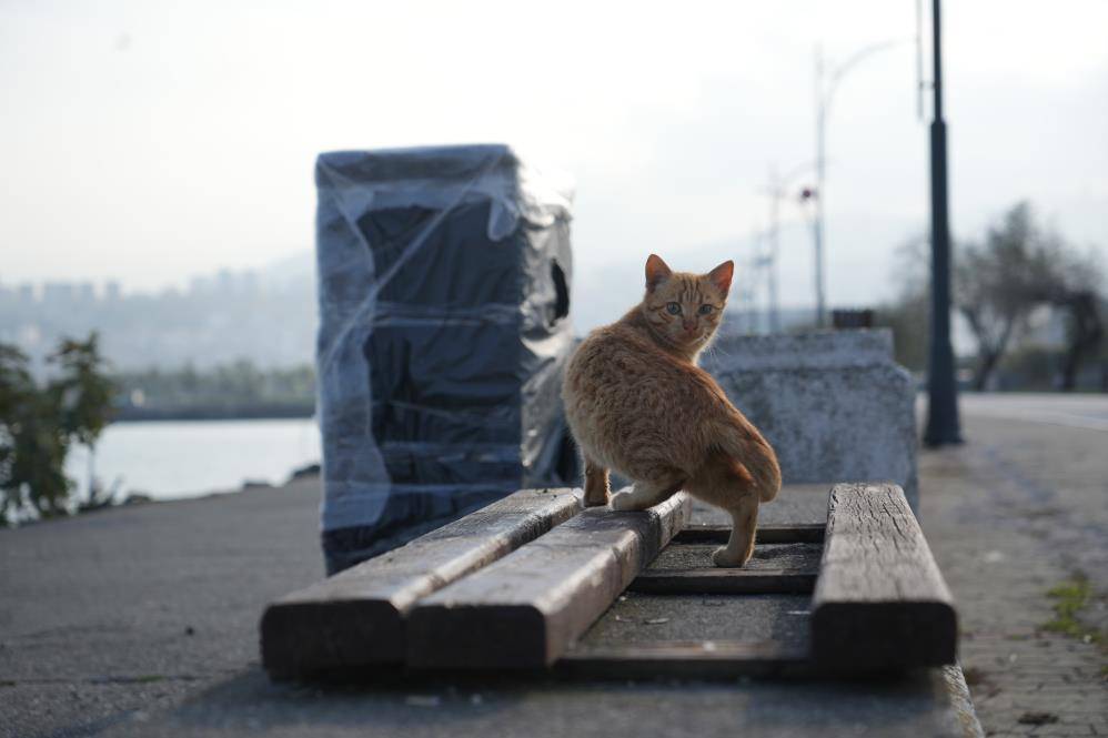 Samsun'da kayalıklar kediler için sıcak yuva oluyor