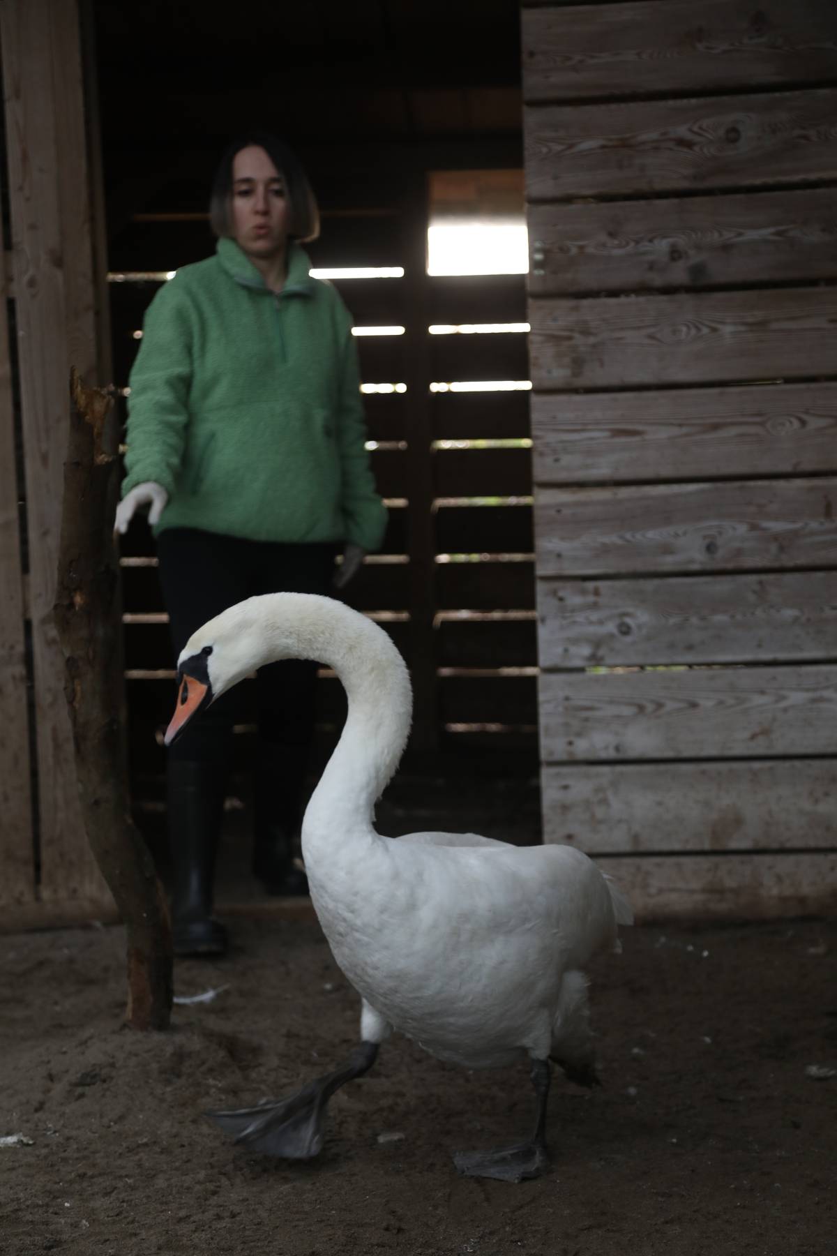 Göç yolunda bitkin düşen kuğu Samsun'da tedavi altına alındı