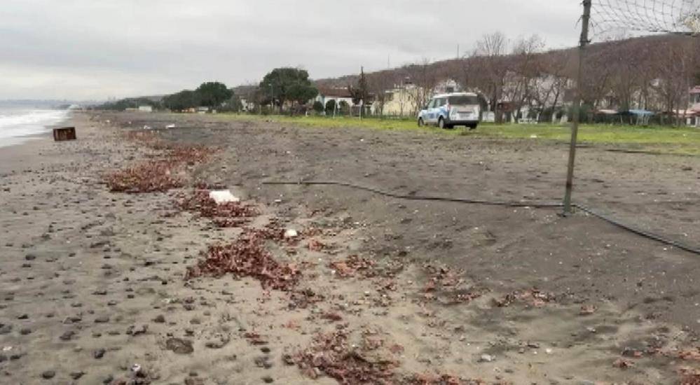 Samsun'da sahile öyle bir şey vurdu ki...  İncelemeye alındı
