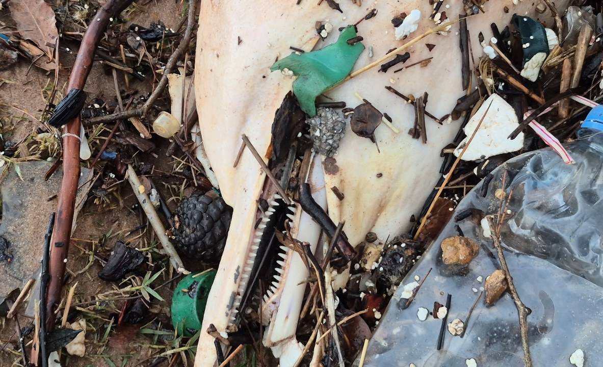 Karadeniz'de ölü yunusun kalıntıları sahile vurdu