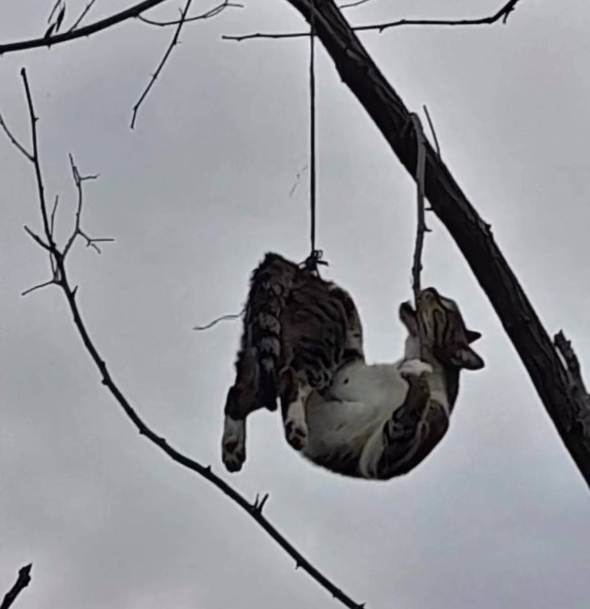 Samsun'da kedi vahşeti! Ağaca asılı halde bulundu
