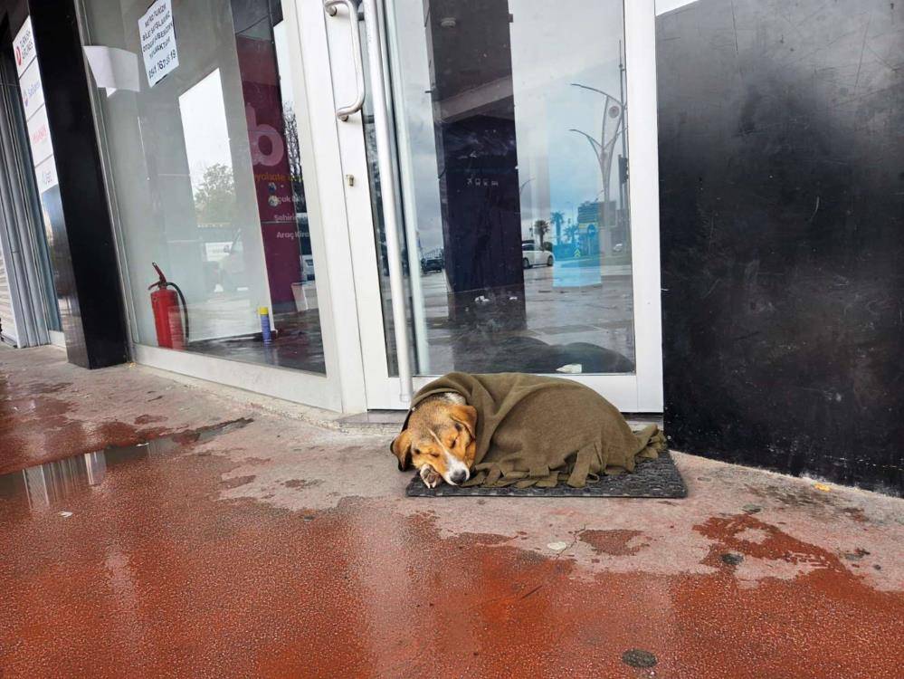 Samsun'da soğuktan titreyen köpeği şalla sardılar