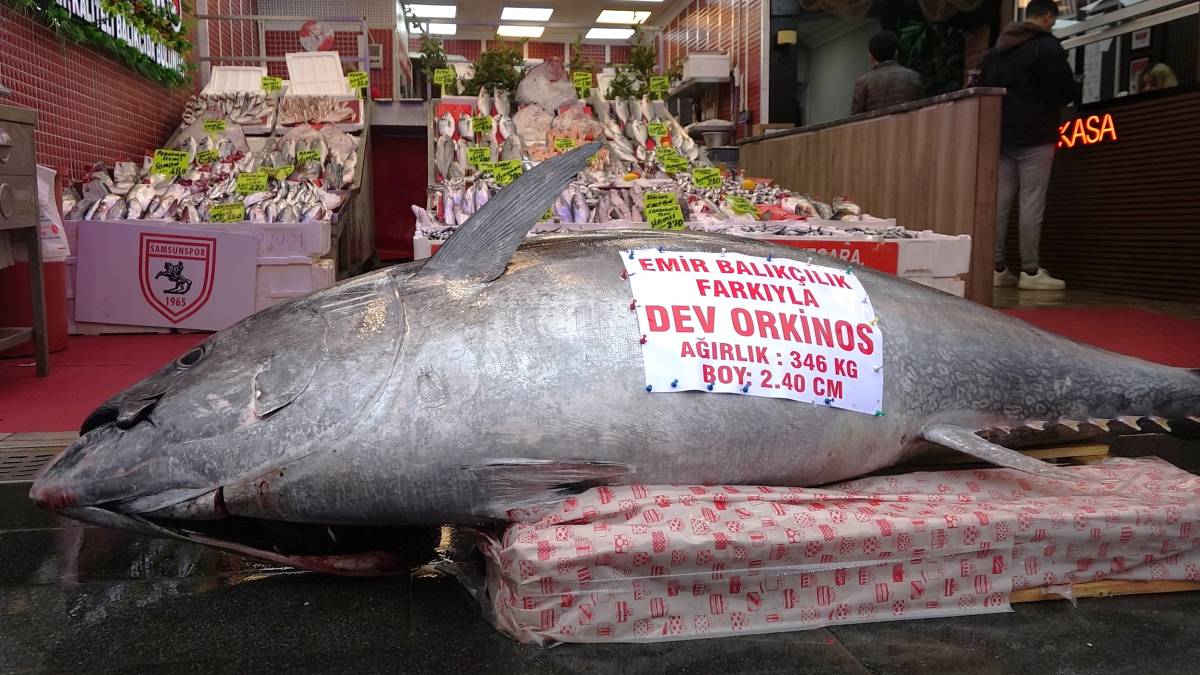 Samsun'da 346 kiloluk dev orkinos satışa çıkarıldı