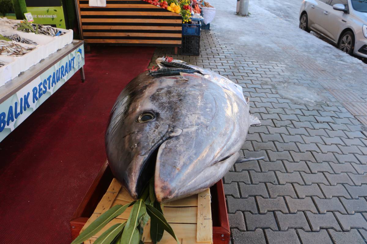 Samsun'da yine dev Orkinos ilgi gördü
