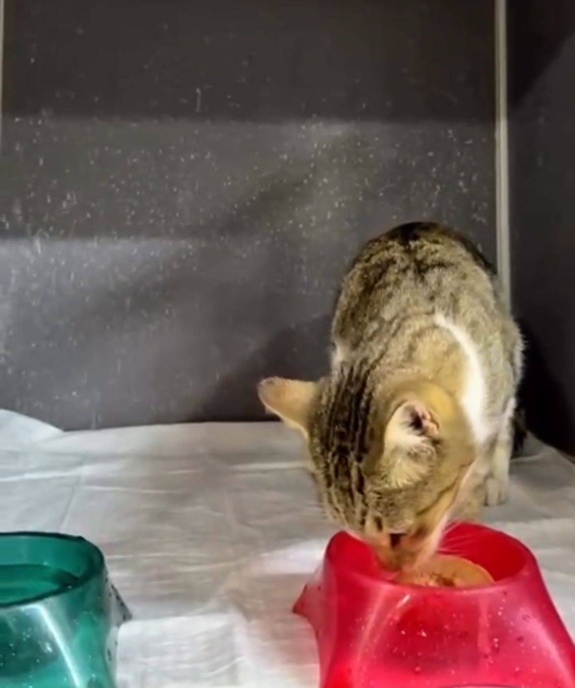 Samsun'da kedi vahşeti! Ağaca asılı halde bulundu