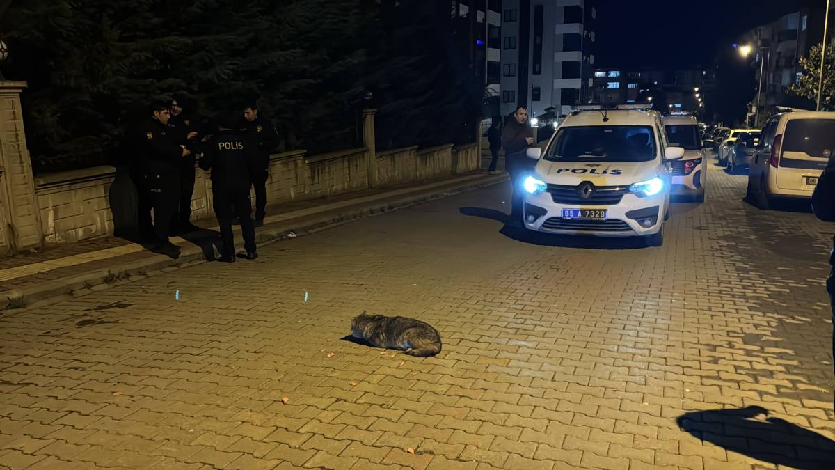 Samsun'da şehre inen çakala polis ekipleri şefkat gösterdi