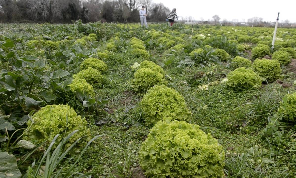 Düşük marul fiyatları üreticiyi zorluyor