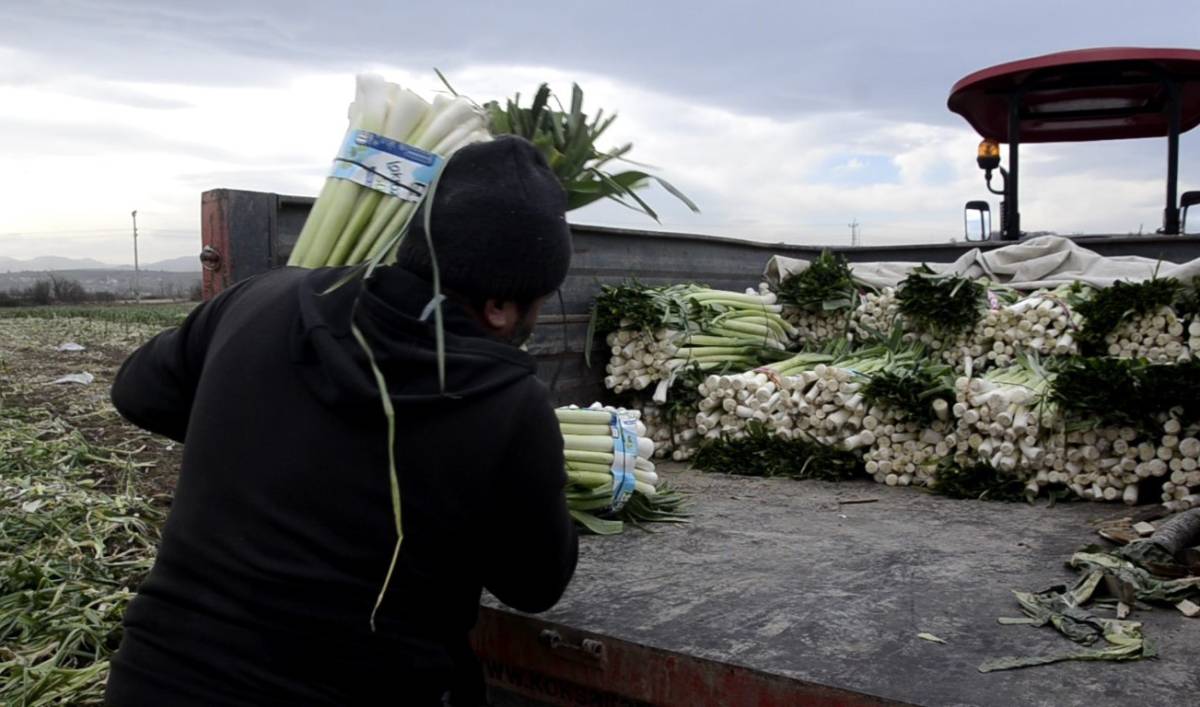 Bafra Ovası'nda pırasa hasadı: Bu yıl rekolte yüksek