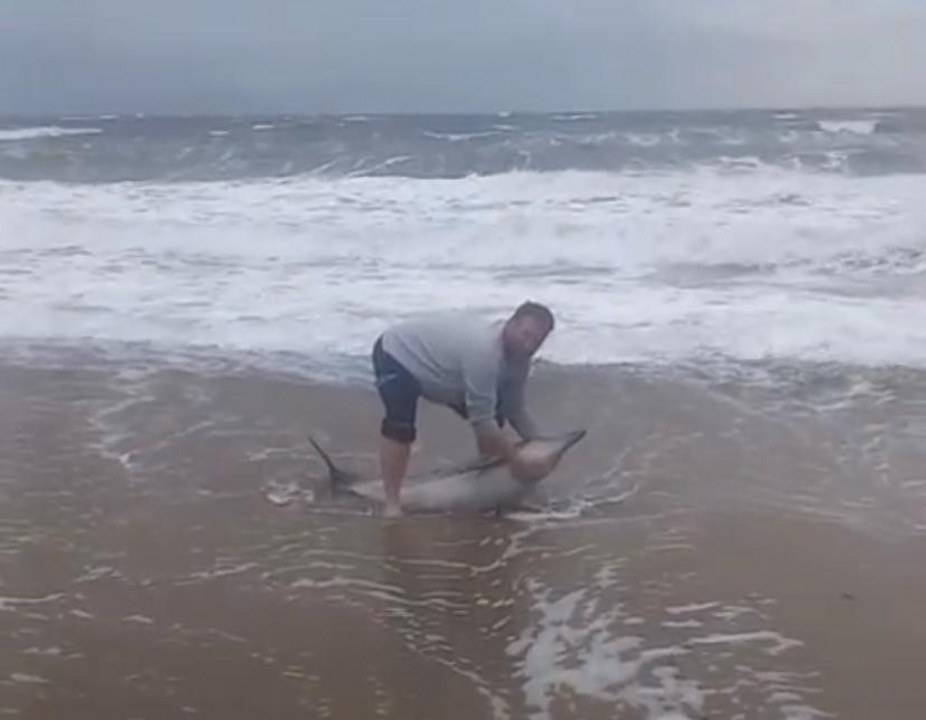 Ayvalık'ta karaya yunus vurdu!