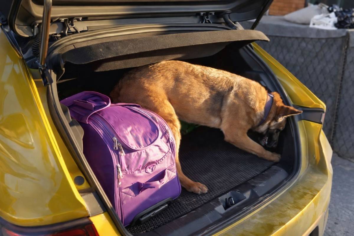 Samsun’da narkotik köpeği Pera yine iş başında!