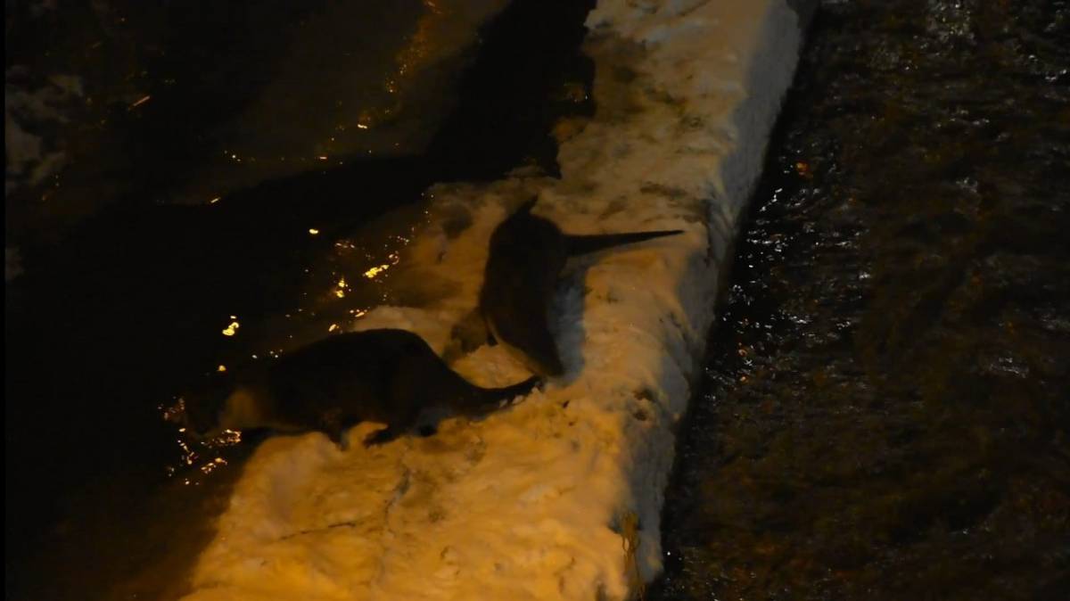 Nesli tehlike altındaki su samurlarının kar eğlencesi