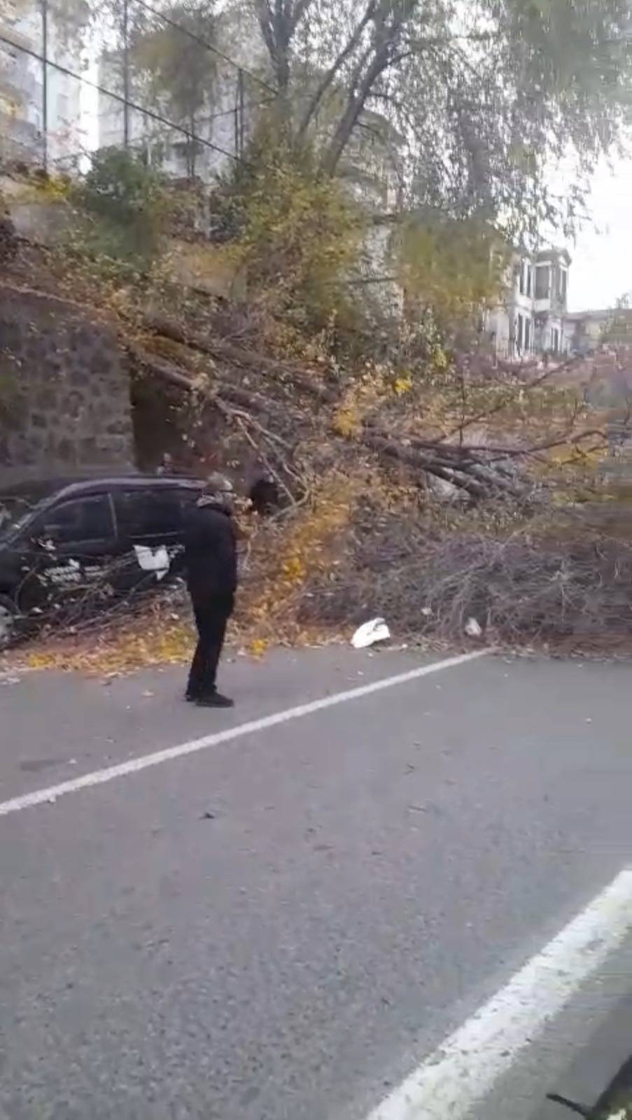 Samsun'da fırtına ağaçları devirdi