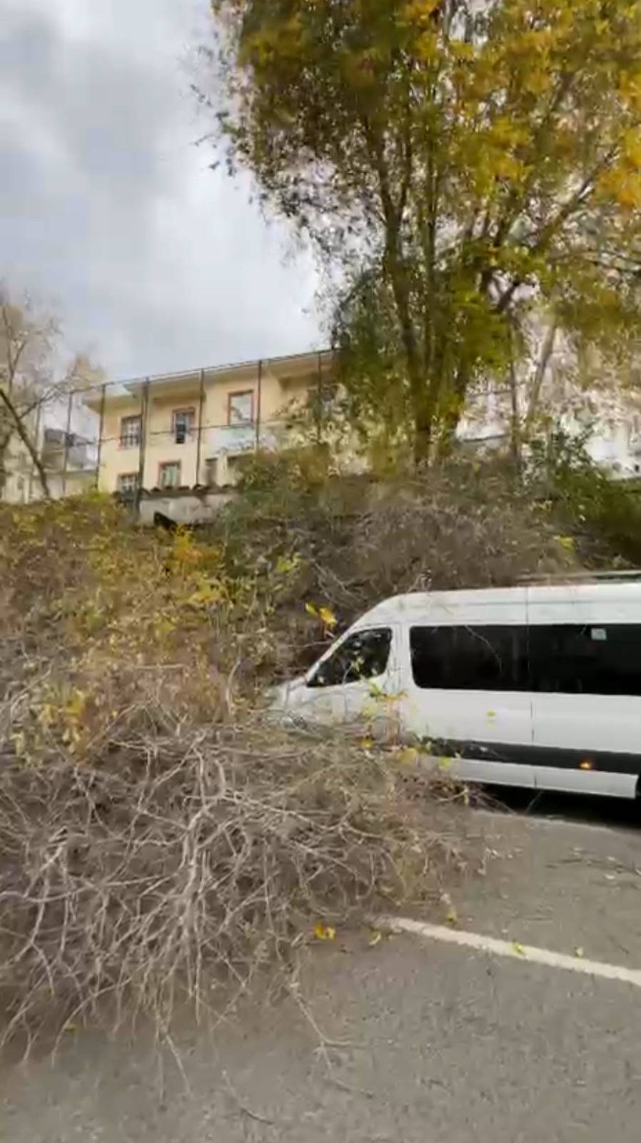 Samsun'da fırtına ağaçları devirdi