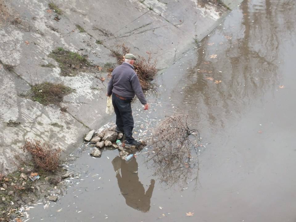 Yeşilırmak'ta çok sayıda balık kıyıya vurdu
