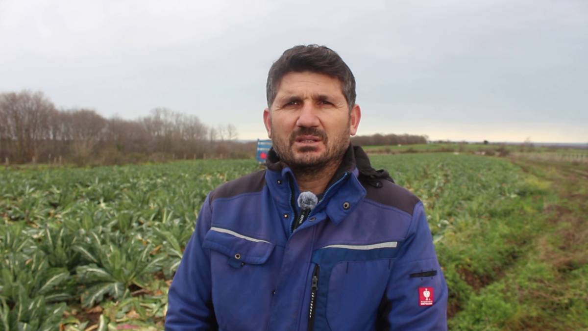 Bafra Ovası’nda karnabahar hasadı