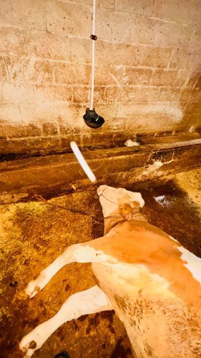 Ahırlara yıldırım düştü, hayvanlar telef oldu