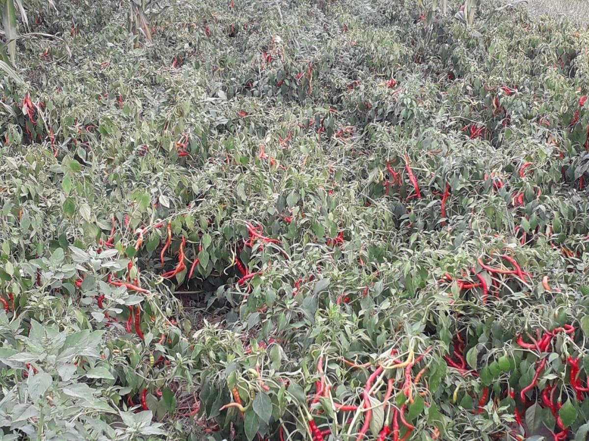 Çarşamba’nın tescilli lezzeti biber tuzu