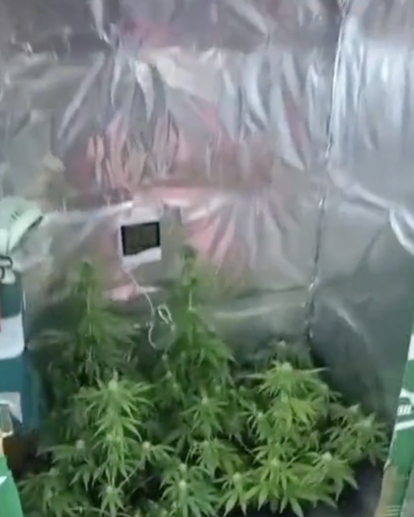 Samsun'da dolapta uyuşturucu yetiştiren şahıslar yakalandı