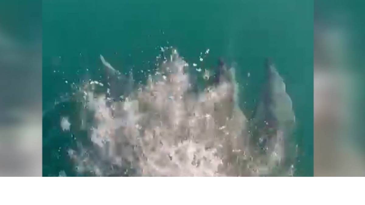 Samsun açıklarında ilginç anlar! Yunuslar balıkçı teknesiyle yarıştı